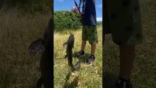 Fishing catfish release #fishing #catfish #catchandrelease #shorts #irespectfish