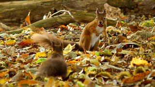 Wonderful Wildlife on Islands of Wild Great Britain | Our World