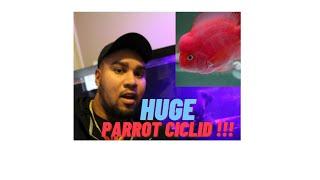 Parrot Fish Tank : King Kong Cichlid Care Guide