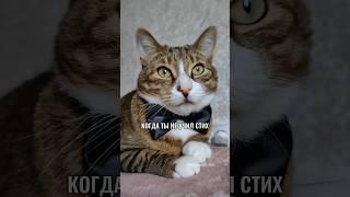 ШКОЛЬНАЯ ЖИЗА #котики #юмор #школа