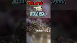 千萬別吃火焰烏賊！毒性不輸藍環章魚？變身功夫更勝一籌！曉菁主播 #shorts JudyVlog