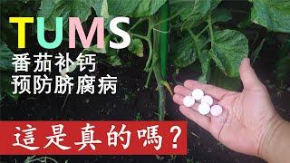 TUMS 可以防止番茄和辣椒的腐敗病（臍腐病），這是真的嗎？