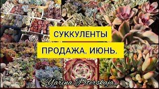 Суккуленты.  Продажа.Июнь.