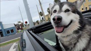 Jeep Dog Blows Minds As He Cruises With Head Out Of Jeep Roof! #alaskanmalamute #husky #jeepdog