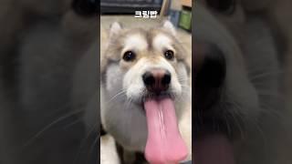 미터급 혓바닥  #코뭉 #cutedog