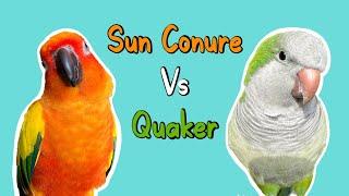 Quaker Parrots VS Sun Conures