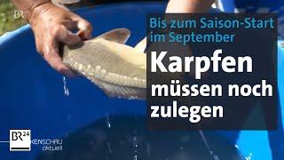 Teichwirte geben alles: Karpfen-Mästen bis zum Saison-Start im September | BR24