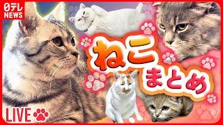 【ねこライブ】“ドヤ顔”ネコの特技/ おしりガブリも反撃 / 悩ましい子猫のクセ/ エサ横取りに…あ然/つまみ食い未遂の一部始終 など　動物ニュースまとめライブ（日テレNEWS LIVE）