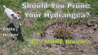 How to Prune a Hydrangea - Hydrangea Care Tips and Tricks