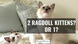 What You Need to Know About Owning 2 Ragdoll Kittens!