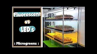 Microgreen Lighting: Fluorescent vs LED's - On The Grow