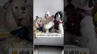 새해 복 많이 많이 받으세요 멍구쵸파타쿠 새해 인사 #강아지인사 #강아지쇼츠 #dogshorts