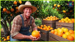 7,2 Million Tons Of Citrus In America Are Produced This Way - US Farming