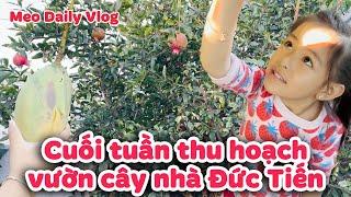 Cuối tuần của Mèo: Chuyến phiêu lưu hái quả trong vườn cùng Mommy I Mèo Daily Vlog