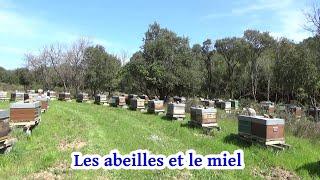 Tout apprendre sur les abeilles, le miel et l'apiculture !  partie 1  #12