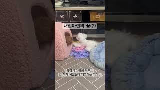 강쥐도 내집마련은 쉽지 않다… #강아지브이로그 #강아지유튜브 #강아지일상 #말티즈 #타이니푸들