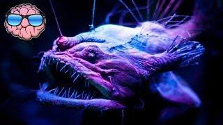 Top 10 CREEPY Deep Sea Creatures You Didn't Know Existed!