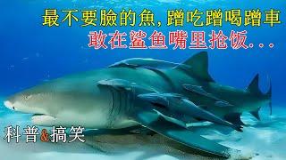 【科普 | 搞笑】海洋里最懒的鱼到底有多懒！#䲟鱼  #海洋生物  #动物世界