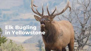 Bull Elk Bugling in Yellowstone