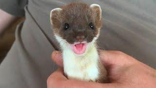 Two Rescued Stoats Back To The Wild | Rescued & Returned to the Wild | Full Story | Robert E Fuller