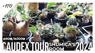 【約90種300株】夫婦で育てる塊根植物たちを紹介します。｜plant tour