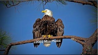 SWFL Eagles ~ Harriet & M15's BROOD PATCHES!!  Amazing Photography by MLiz Photos!  11.13.22