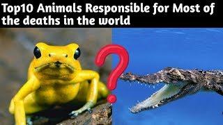 Top10 Animals Responsible for Most of the Deaths in the World || Informative Top10s