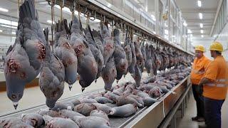 American Farmers Raise And Process The Meat Of Millions Of Pigeons This Way #farming #processing