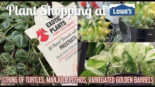 Plant Shopping at Lowe’s Big Box Store- STRING OF TURTLES, MANJULA POTHOS, VARIEGATED GOLDEN BARREL