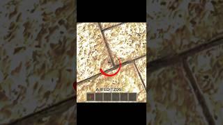 ANTS  IN SCHOOLBOY RUNAWAY