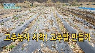 고추농사 준비 고추밭 만들기 고추재배 [시골농부 천하대감]