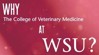 Jacob Ceniceros Talks about the College of Veterinary Medicine, Washington State University