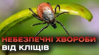 Які небезпечні хвороби переносять КЛІЩІ та яка профілактика? Симптоми та наслідки хвороби Лайма