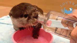 Too Funny! Otter Says, “No, Thank You!"