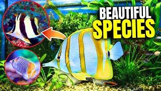 The 21 BEST Types Of Butterflyfish...