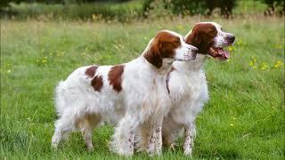 irish red and white setter dog