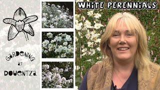 White Perennials with Late Flowers || Japanese Anemone, Anaphalis, Phlox || Quick & Easy Guide