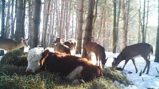 Runaway Cow That Lost Family Makes Home With Deer in New York Woods