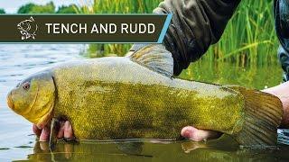 How To Catch Tench And Rudd UK Coarse Fishing