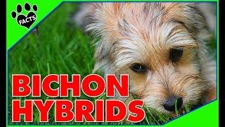 Top 10 Bichon Frise Mix Breeds: Most Popular Designer Dogs 101