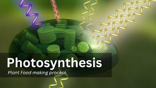 Photosynthesis process in detail || Step by step explanation,|| factors affecting photosynthisis