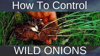 How to get rid of wild onions/garlic without damaging lawn, organically