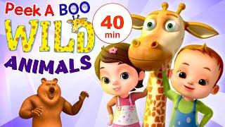 Peek A Boo - Learn Wild Animals | Nursery Rhymes Collection | Baby Ronnie Rhymes | Songs For Kids