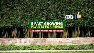 Extra Privacy Ideas: 5 Fast Growing Plants for Fence 