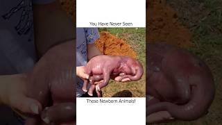 You Have Never Seen These Newborn Animals!