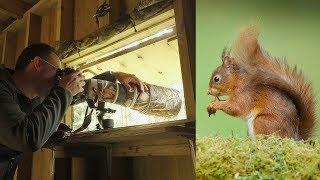 The Red Squirrel Photography Hide - Snaizeholme, Yorkshire (Paul Fowlie)