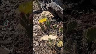 Prickly Pear Cactus Flowers in Bloom at Grand Canyon National Park in Arizona