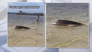 Dead dolphin found at Vinoy Park