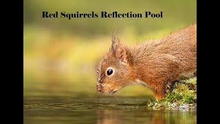 Red Squirrels Reflection Pool