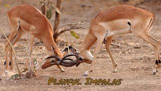 Astonishing Impalas Playing Wildly With Each Other In The Wilderness